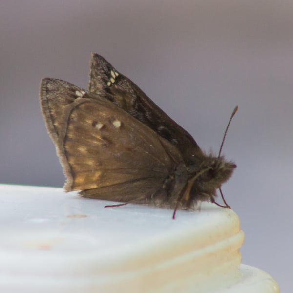 Erynnis juvenalis