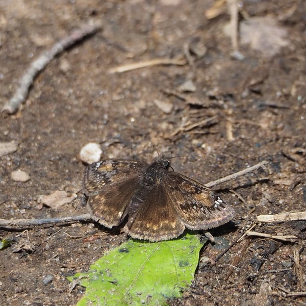 Erynnis lucilius