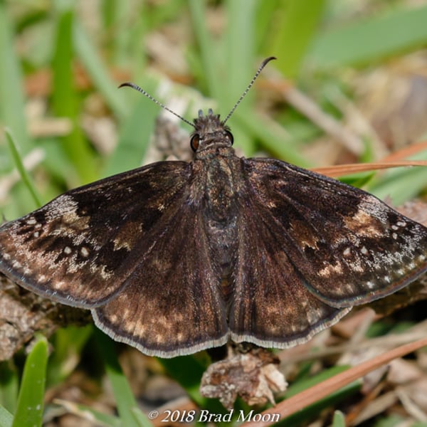 Erynnis baptisiae