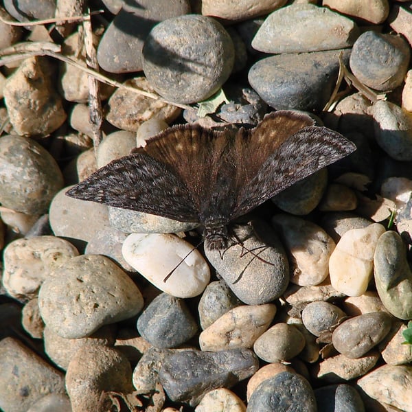 Erynnis propertius