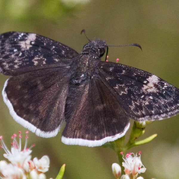 Erynnis funeralis