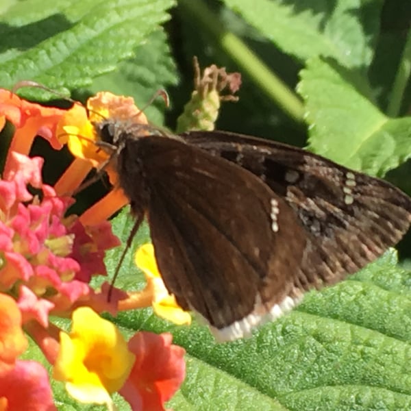 Erynnis tristis