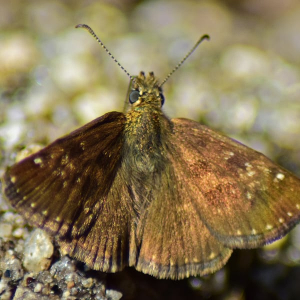 Erynnis tages