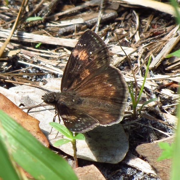 Erynnis zarucco