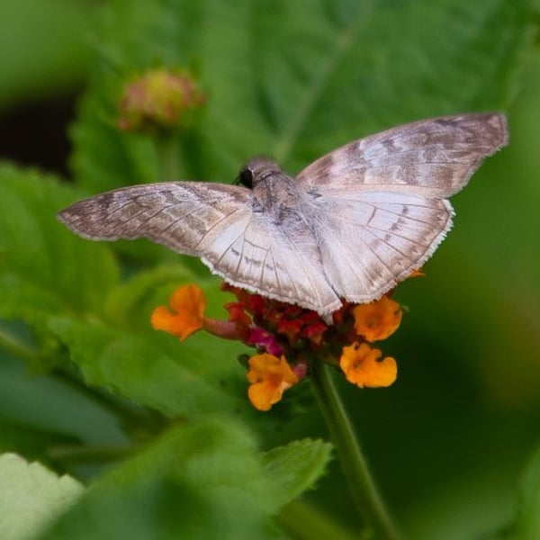 Mylon pelopidas