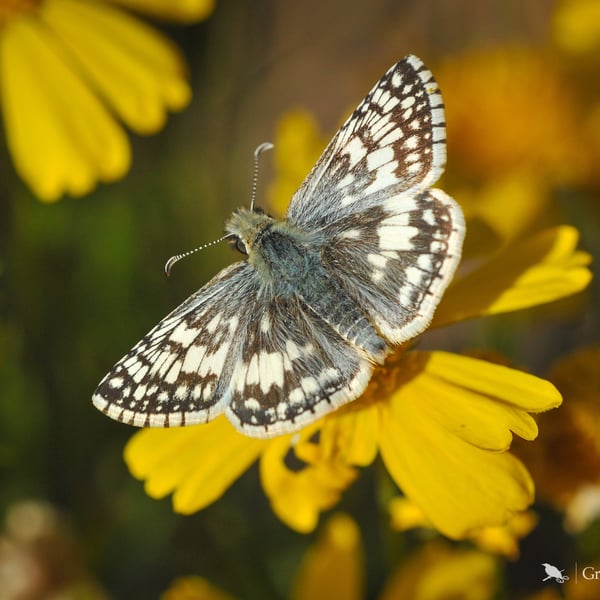 Pyrgus communis
