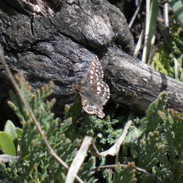 Pyrgus ruralis