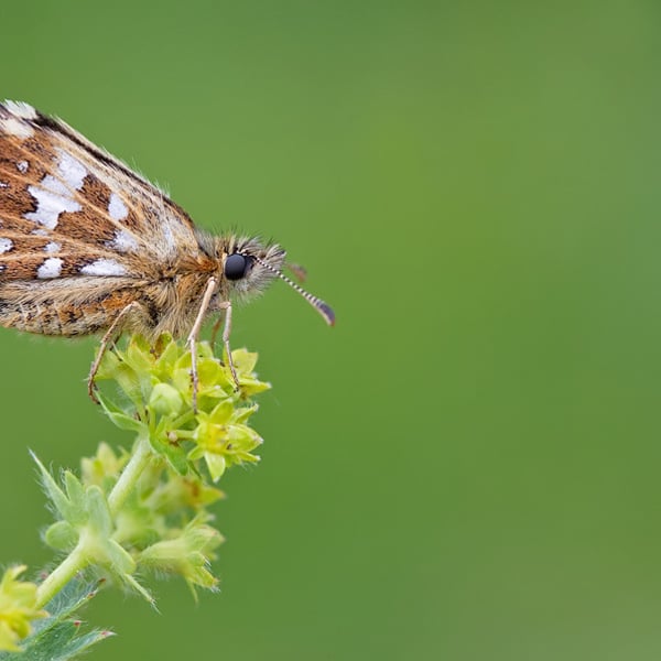 Pyrgus malvoides