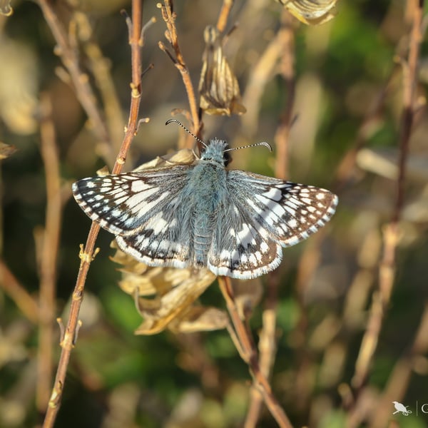 Pyrgus albescens