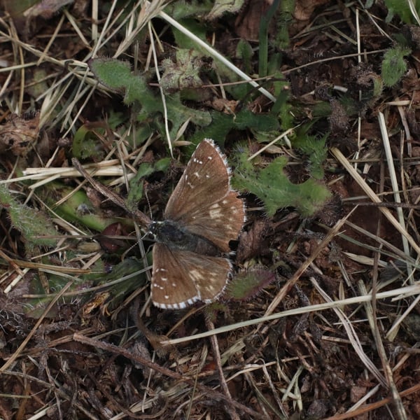 Pyrgus armoricanus
