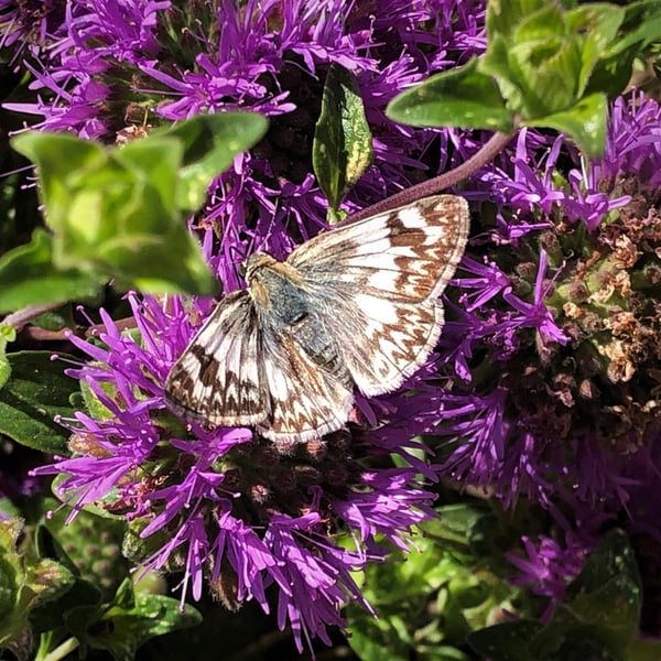 Heliopetes