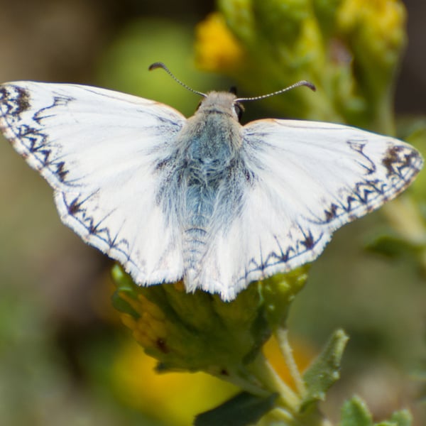 Heliopetes ericetorum