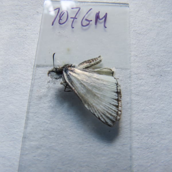 Heliopetes arsalte