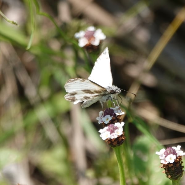 Heliopetes macaira
