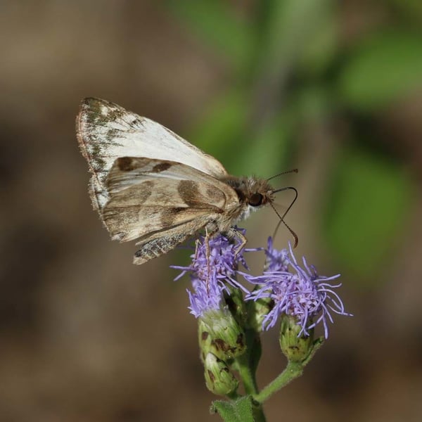 Heliopetes laviana