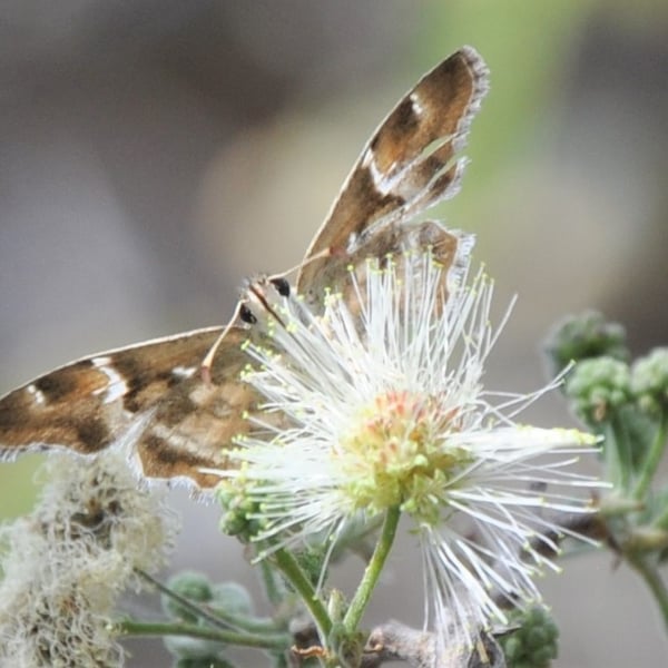 Systasea pulverulenta