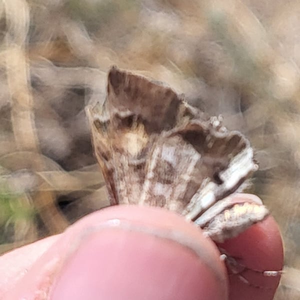 Systasea zampa