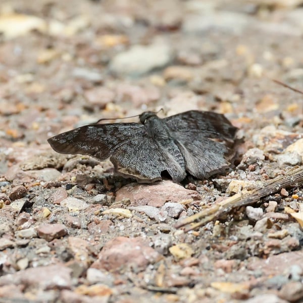 Antigonus erosus