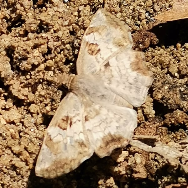 Antigonus emorsa
