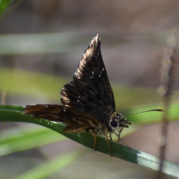 Celotes nessus