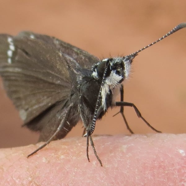 Pholisora catullus