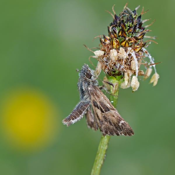 Carcharodus alceae