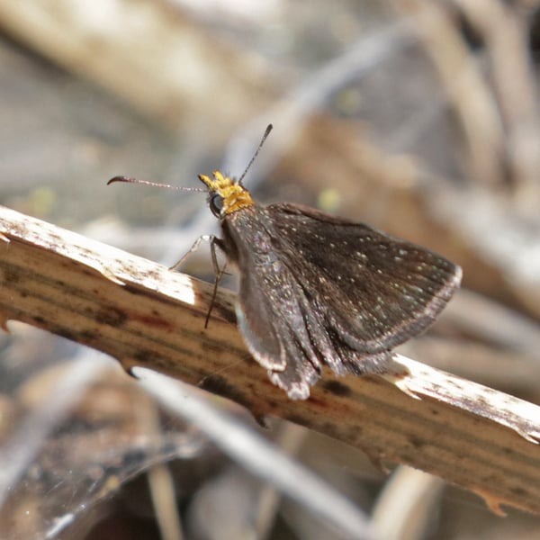Staphylus