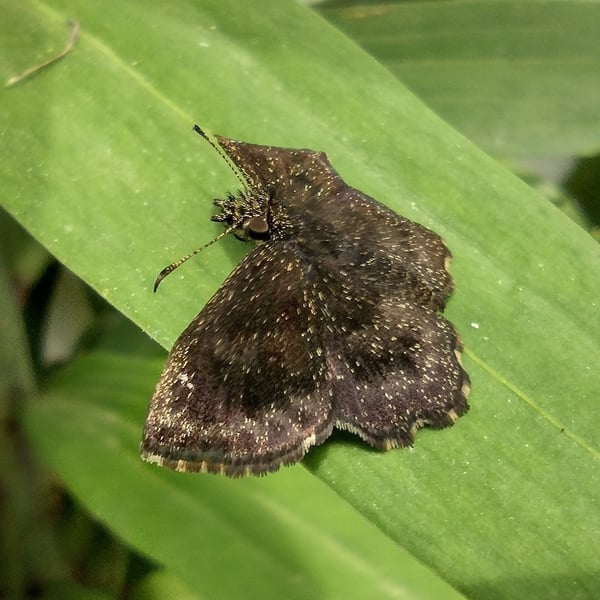 Staphylus hayhurstii