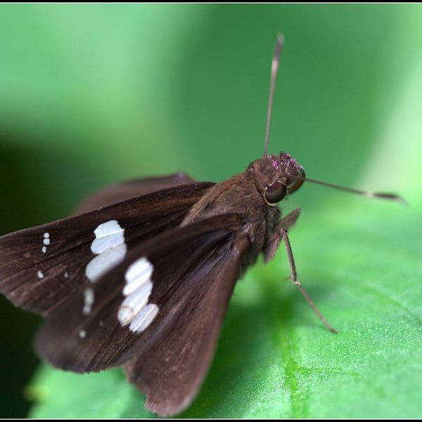 Notocrypta curvifascia