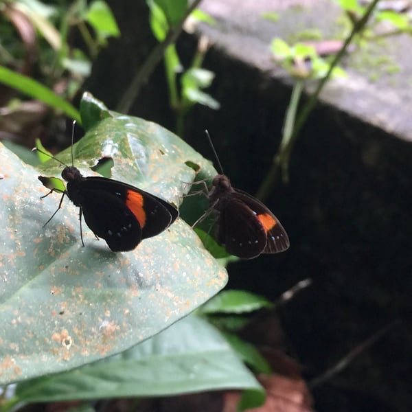 Ancistroides