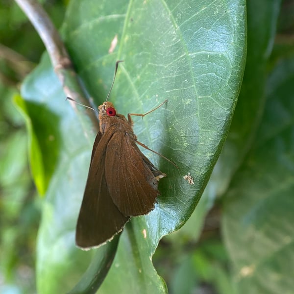 Matapa