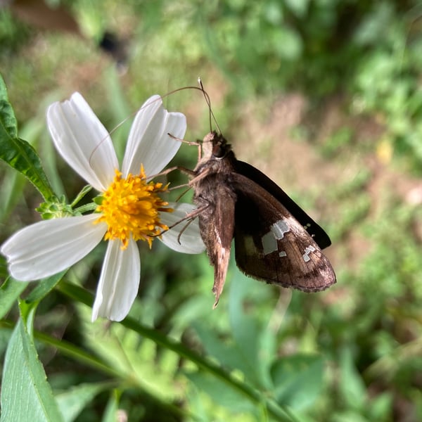 Hyarotis adrastus
