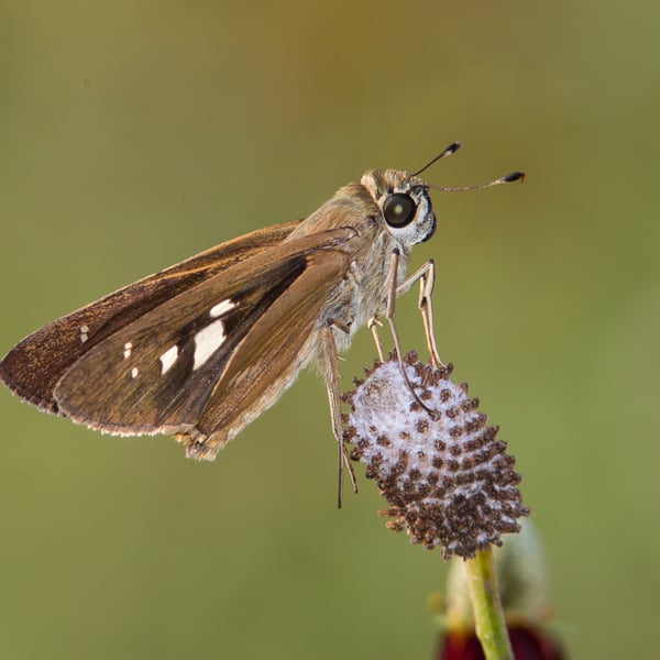 Calpodes ethlius