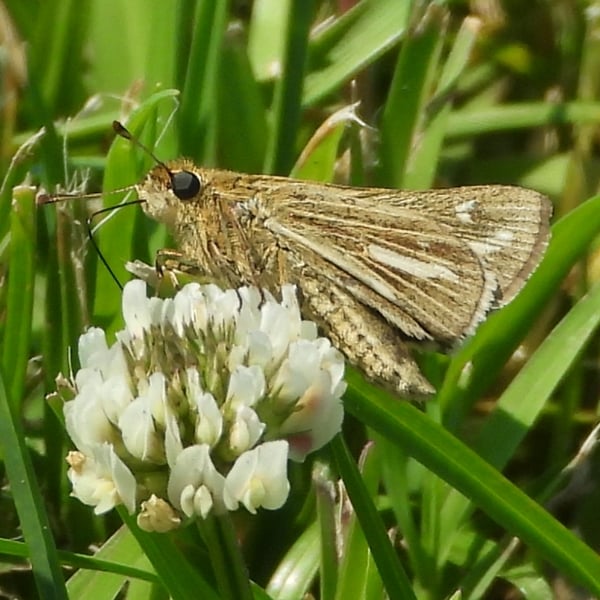 Panoquina panoquin