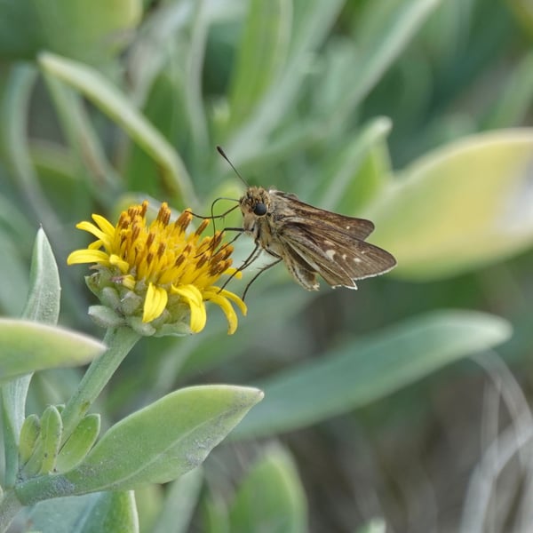 Panoquina panoquinoides