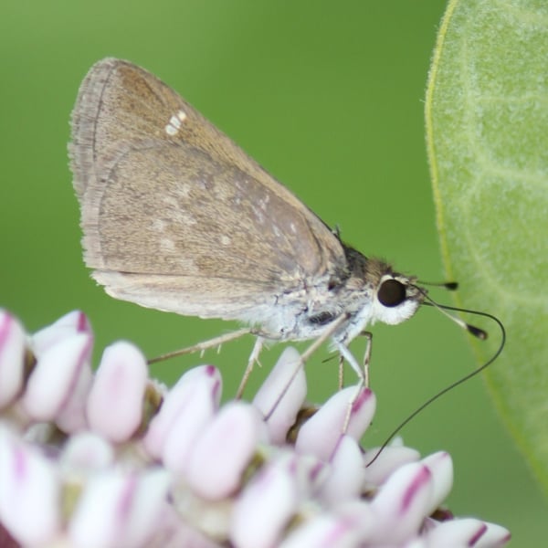 Lerodea eufala