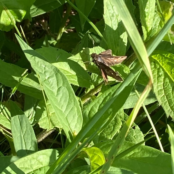 Amblyscirtes vialis