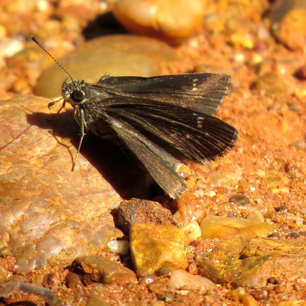 Amblyscirtes celia