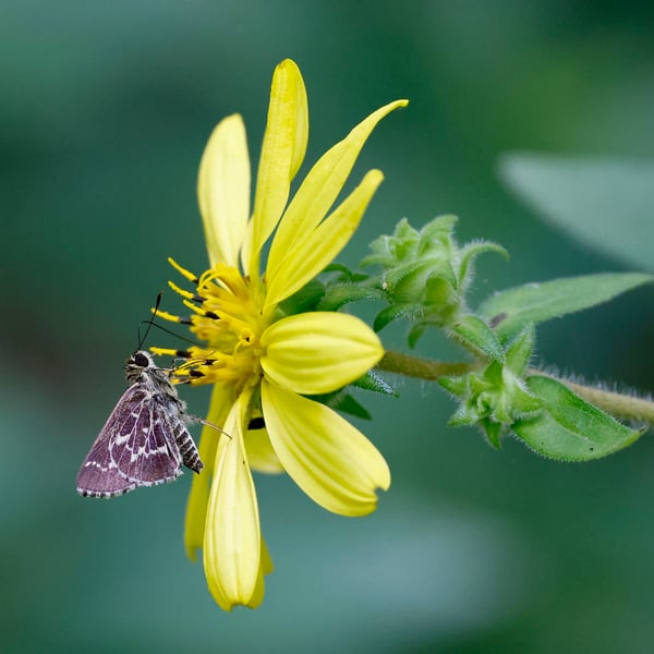 Amblyscirtes aesculapius