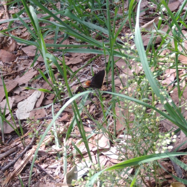 Amblyscirtes fimbriata