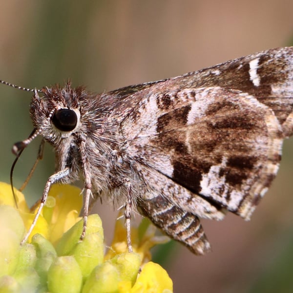 Amblyscirtes nysa