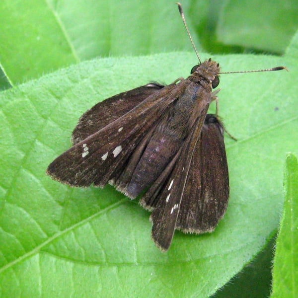 Lerema accius