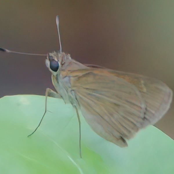 Cymaenes tripunctus