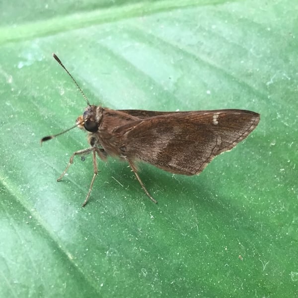 Cymaenes trebius