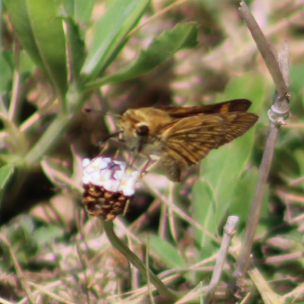 Hylephila