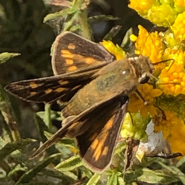 Hylephila phyleus