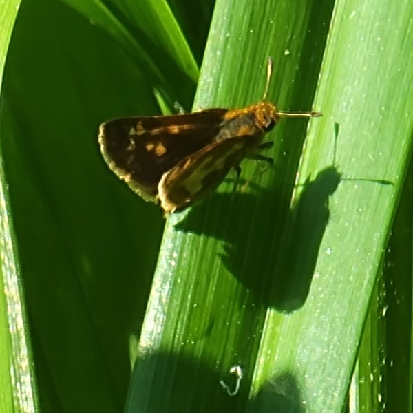 Poanes massasoit