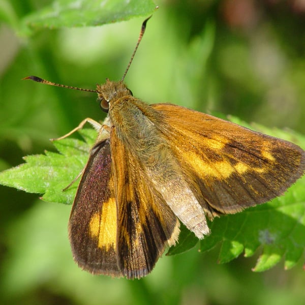 Poanes viator