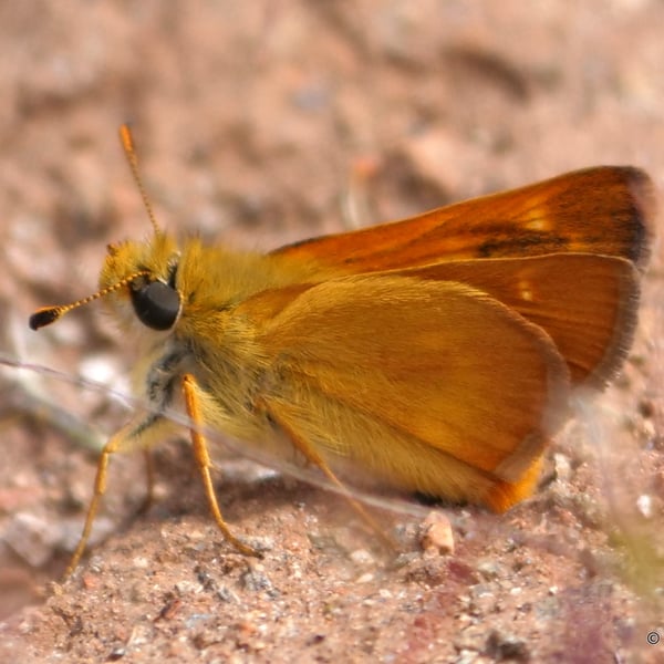 Ochlodes agricola