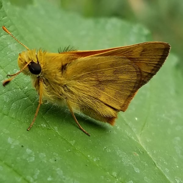 Ochlodes sylvanoides